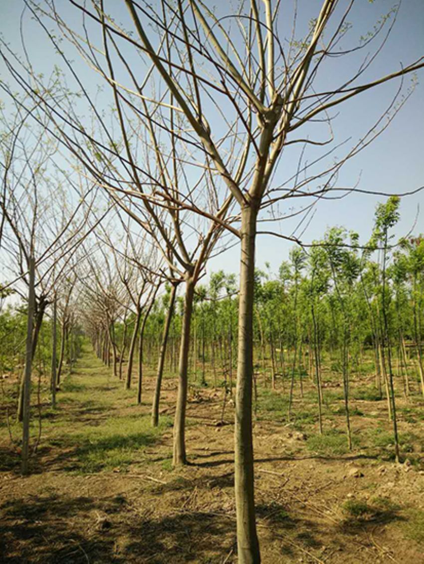 點擊查看詳細信息<br>標(biāo)題：合歡 閱讀次數(shù)：3268